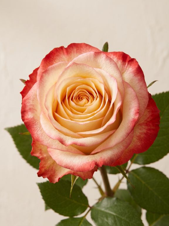  CABARET PINK BRILLANT BICOLOR ROSE